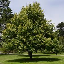 It is noted for attracting wildlife. Ufei Selectree A Tree Selection Guide