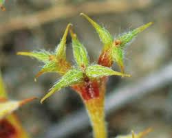 Image result for Tragus koelerioides