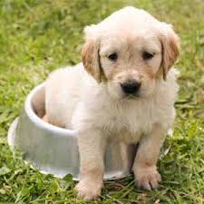 Earn points & unlock badges learning, sharing we are conveniently located in northern connecticut and breed only akc registered/registrable miniature. Puppies For Sale In Connecticut Buy A Puppy With Ct Breeder Norwalk