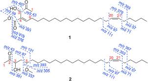 Image result for Illigera pentaphylla