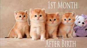 All our british shorthair kittens, spend time at the veterinary clinic getting use to multiple people and other pets and animals. 1st Month After Birth Four Golden Kitten British Shorthair Compilation Youtube