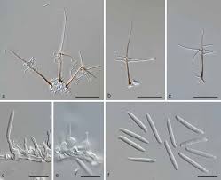 Image result for Dichapetalum rhodesicum