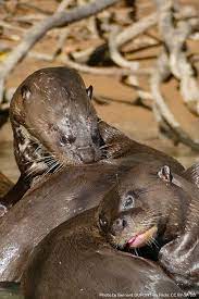 Happy World Otter Day From Southeast Asia To The Amazon Rainforest Otters Call The Tropics Home But With 12 Of 13 Ot Rainforest Habitat Spider Monkey Otters