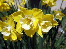 Intrigue Daffodil 8 Bulbs Narcissus 12 14 Cm Bulbs Daffodils Narcissus Red Tulips
