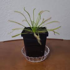 Image result for Drosera burkeana