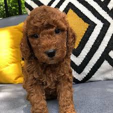 Check spelling or type a new query. Austin Golden Doodles