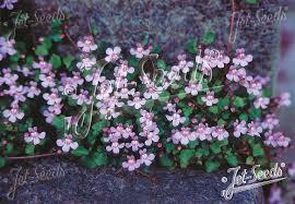 Image result for Cymbalaria