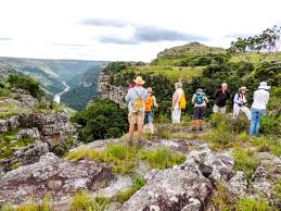 Image result for Lycopodiella sarcocaulon