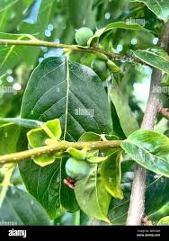 Image result for Ebenaceae