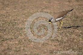Black Bird With White Tipped Wings And Tail Yellow Wattled Lapwing Bird Walking In The Dry Ground For Searching Food Beautiful And Natural View Pale Brown Plumage Black Crown Yellow Birds Pale Yellow