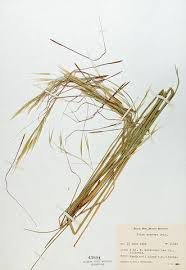 Image result for Harpachne