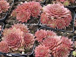 picture and description of sempervivum rubin sempervivum rare succulents succulents