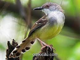 Download Suara Burung Ciblek 9 Variasi Om Kicau