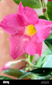 Image result for dipladenie žlutá obrázek