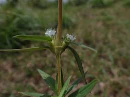 Image result for Spermacoce latituba