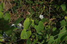 Image result for Ipomoea plebeia