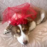 Sosyete Pet Shop Bostanci Da Evcil Hayvan Magazasi