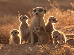 Resultado de imagen para relacion en los animales