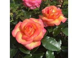 Antonio pappano, giuseppe verdi, jose van dam, karita mattila, roberto alagna, thomas hampson, waltraud meier martes, 4 de mayo de 2021 martinu • le jour de bonté (milan kanák, 2009) Roberto Alagna Adaraquatro