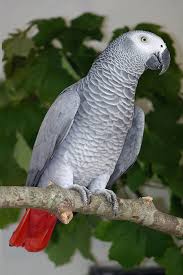 Grey Bird With Red Neck The Beauty Of African Grey Parrots Parrots Birds African Grey Parrot Parrot Pet African Grey