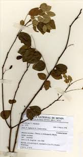 Image result for Rourea coccinea