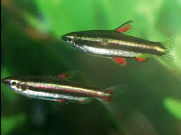 В европу впервые рыбки были завезены в 1928 году. Nannostomus Marginatus Aquarium Fish Info