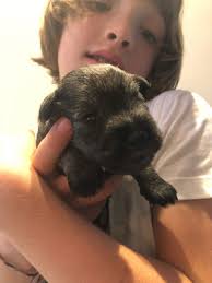 Guapa's Pups 19/8/2020