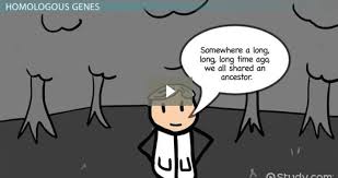 Homologous Genes Definition Types Video Lesson Transcript Study Com