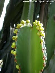 Image result for Euphorbia candelabrum