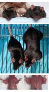 We did not find results for: Mighty Mice Could Yield Human Treatments Nature