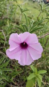 Image result for Ipomoea kituiensis