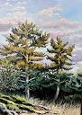 Suzanne Barrett Justis - Work Zoom: Pines at Sunrise