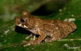 Dendropsophus counani Fouquet, Orrico, Ernst, Blanc, Martinez, Vacher,  Rodrigues, Ouboter, Jairam & Ron, 2015