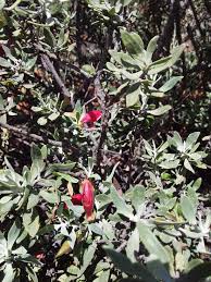 Image result for Landolphia glabra