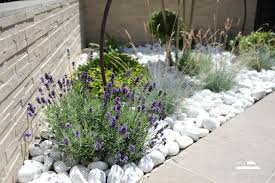 lavande et galets blancs amenagement jardin galet lavande jardin decoration jardin