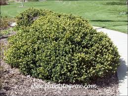 Image result for Buxaceae