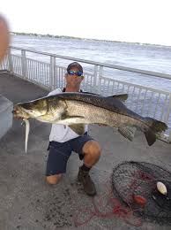 The snook has a most distinctive body shape, featuring a tapered head and snout, underslung lower jaw, large fins and, most distinctive of all, a prominent black stripe running the full length of the lateral line. Tcpalm Fishing Report Snook Of Course Snapper And Pompano Are Biting