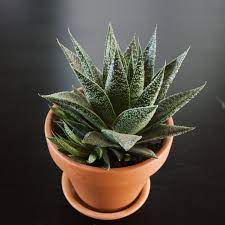 Gasteraloe Flow Haworthia Cymbiformis V Plainifolia September Succulent Sweep 004 005 Succulents Cacti And Succulents Succulent Species