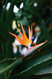 Inside Frida S Garden Casa Azul At The New York Botanical Garden Birds Of Paradise Flower Birds Of Paradise Plant Botanical Gardens