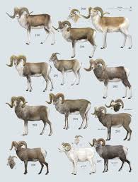 Family Bovidae Hollow Horned Ruminants Lynx Edicions Animals Wild Mammals Animal Facts