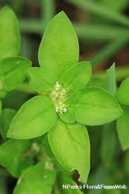 Image result for Spermacoce natalensis