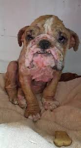 Our annual southern california bulldog rescue calendar! Help Us Save Kiki Southern California Bulldog Rescue