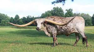 Meet Poncho The Steer Whose Nearly 11 Foot Horns Just Set A World Record Guiness World Records Horns World Records