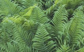 You can prune them in early spring before the new growth begins, or even when the new growth comes in. Fertilizer For Garden Ferns Tips On Feeding Outdoor Fern Plants