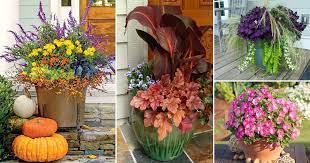 Plant your own style with indoor plants & outdoor plants house plants, trees, flower plants, garden flowers and indoor plants are great for upgrading or accentuating your decor. 14 Great Fall Flowers For Containers Fall Flowers For Pots Balcony Garden Web