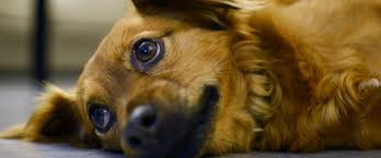Renal insufficiency (cri) or renal failure (crf) occurs when the kidneys are no longer able to perform their normal function of removing waste products from the blood. What Causes Kidney Disease In Dogs Rau Animal Hospital