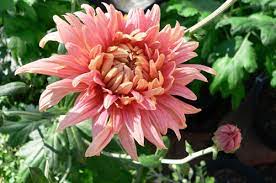 Chrysanthemum Flower Webmd Best Flower Wallpaper
