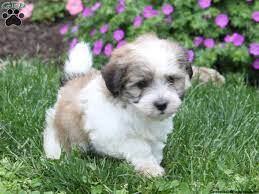 Is this dog the perfect puppy for you? Havanese Rescue Nj Off 55 Www Usushimd Com
