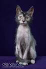 LYKOI CAT - Kittens for sale and adoption