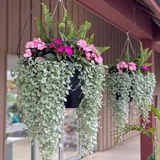 Image result for Dichondra